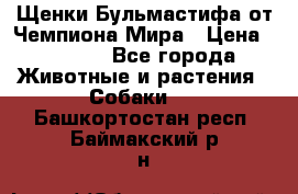 Щенки Бульмастифа от Чемпиона Мира › Цена ­ 1 000 - Все города Животные и растения » Собаки   . Башкортостан респ.,Баймакский р-н